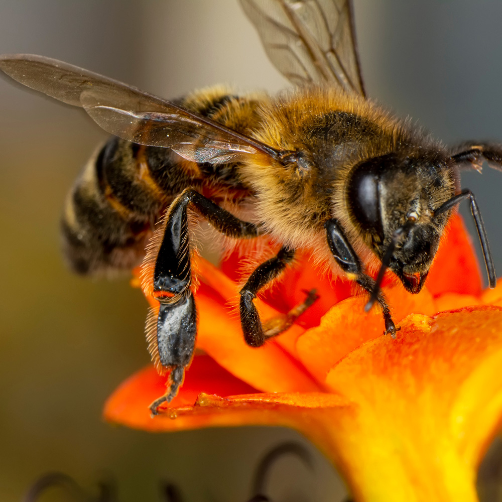 Pollen